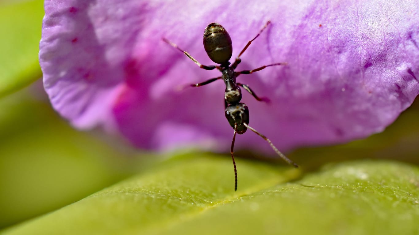 Mit den passenden Hausmitteln können Ameisen im Blumentopf schnell vertrieben werden.
