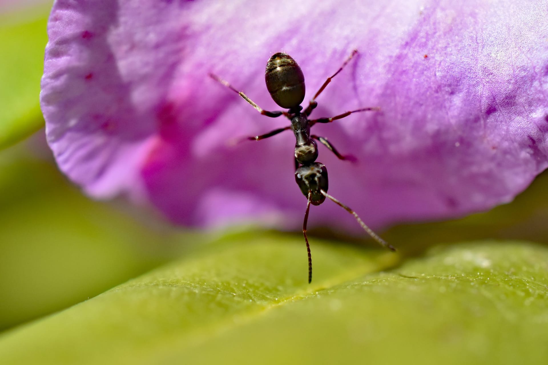 Mit den passenden Hausmitteln können Ameisen im Blumentopf schnell vertrieben werden.