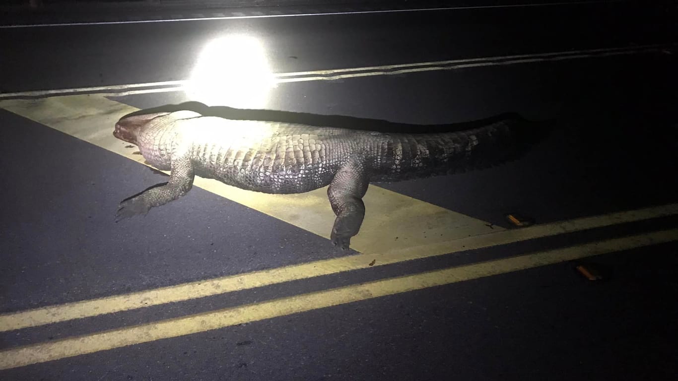 Alligator auf der Straße: Das Tier starb bei dem Zusammenprall.