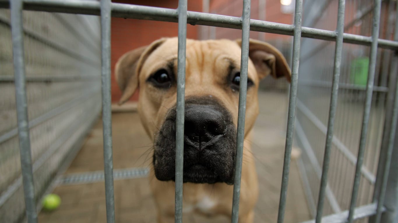 Hund eingesperrt im Zwinger – Tag der offenen Tür im Bremer Tierheim