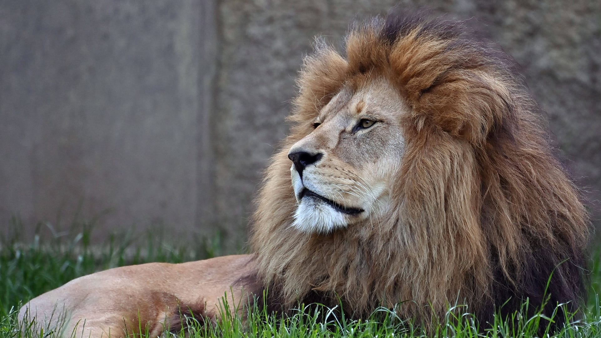 Löwe im Tierpark Hellabrunn (Archivbild): In Berlin und Brandenburg wird derzeit eine mutmaßliche Löwin gesucht.