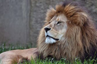 Löwe im Tierpark Hellabrunn (Archivbild): In Berlin und Brandenburg wird derzeit eine mutmaßliche Löwin gesucht.