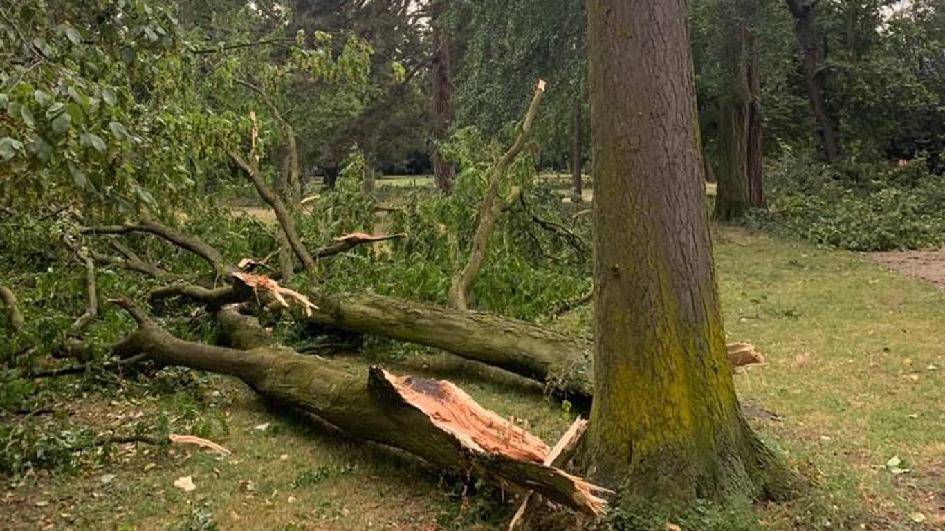 Kölner Stadtgarten: Große abgebrochene Äste und entwurzelte Bäume sind die Folgen des Sturms von Montag.