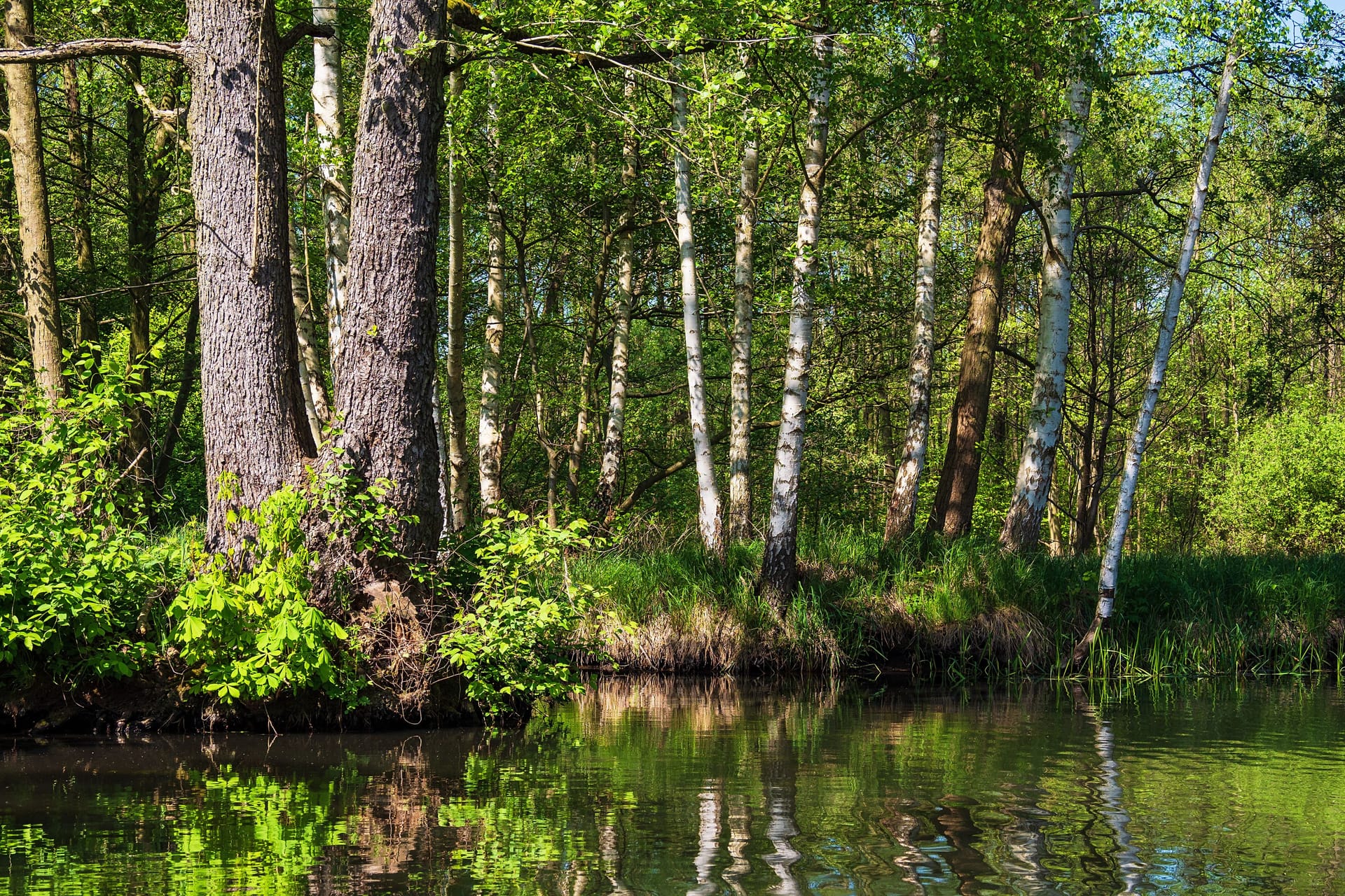 Spreewald nahe Lübbenau (Archivbild): Mit dem Kohleausstieg könnten viele Fließe trockenfallen.