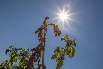 Sonne in Bayern (Symbolbild): Erst vergangene Woche war ein Hitzerekord für dieses Jahr aufgestellt worden.