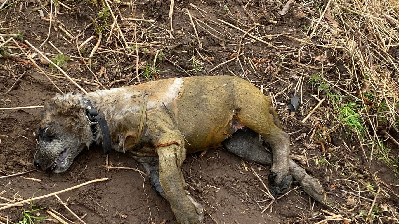Der leblose Körper des Hundes: In Stralsund konnte die Polizei einen Mann ausfindig machen, der das Tier getötet haben soll.