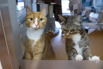 Katzen stehen hinter einer Scheibe in einem Tierheim (Symbolbild): In Südhessen wurden nun gleich mehrere Tiere gerettet.
