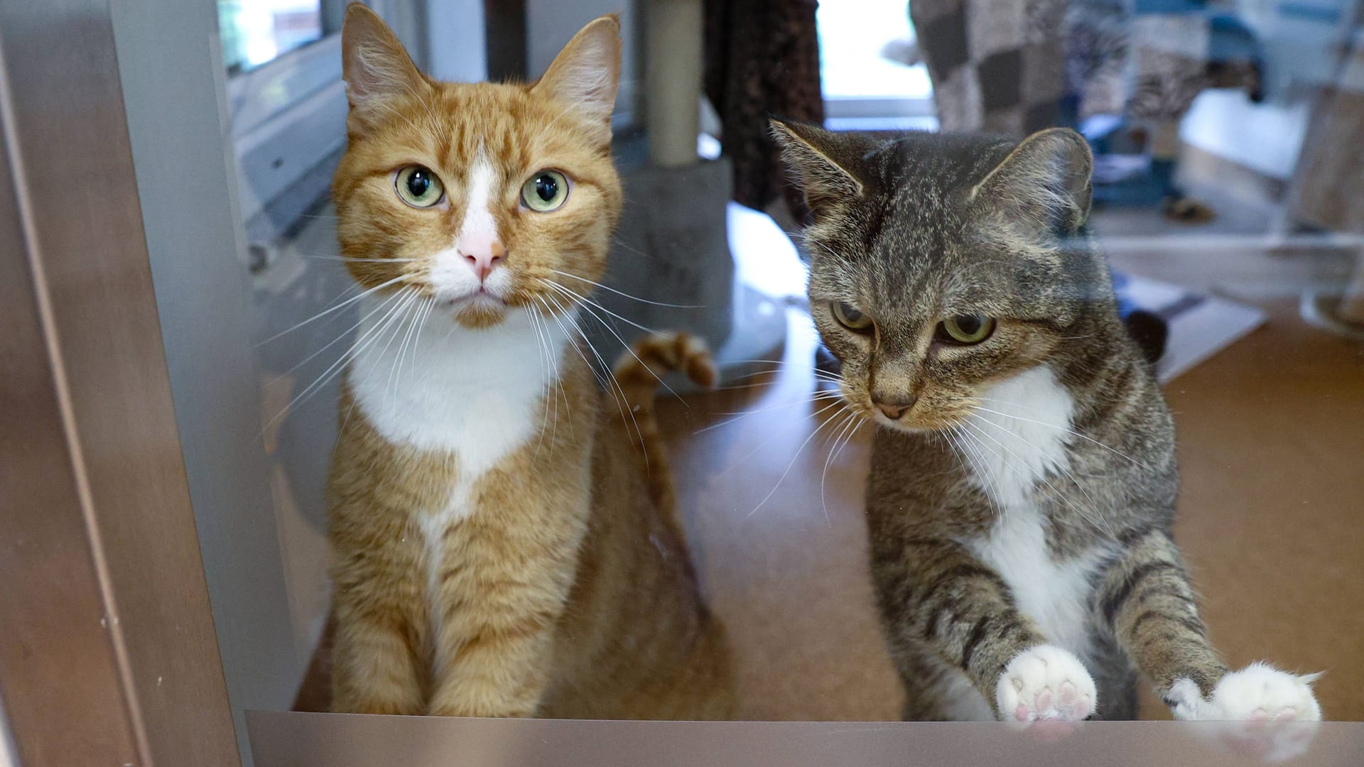 Katzen stehen hinter einer Scheibe in einem Tierheim (Symbolbild): In Südhessen wurden nun gleich mehrere Tiere gerettet.