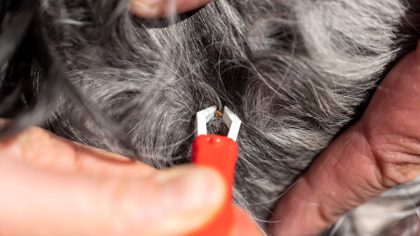 Hund mit Zeckenzange: Zecken können tödliche Erreger auf Hunde übertragen.