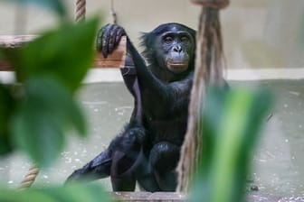 Die Bonobo-Dame Malaika: Das 13 Jahre alte Weibchen lebt nun mit Artgenossen im Kölner Zoo.