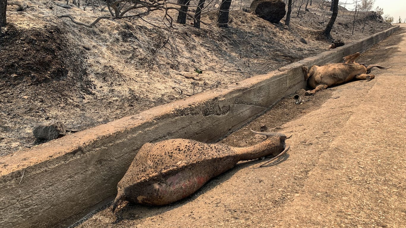Verbrannte Tiere auf Rhodos: Natur und Menschen leiden unter den Bränden und der Hitze. Zeitweise zeigte das Thermometer bis zu 46 Grad.