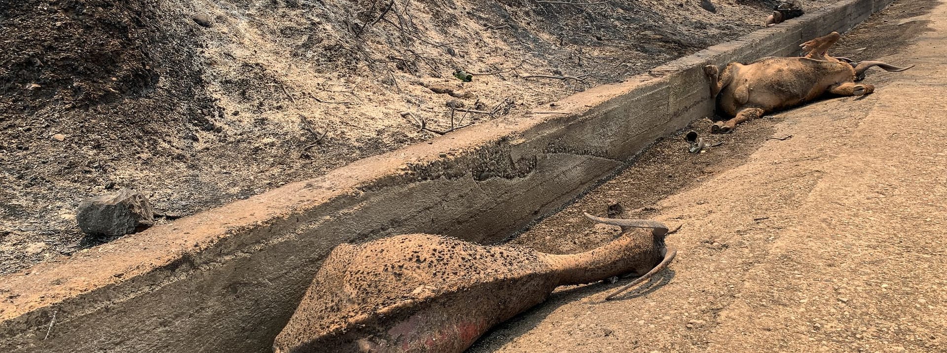 Verbrannte Tiere auf Rhodos: Natur und Menschen leiden unter den Bränden und der Hitze. Zeitweise zeigte das Thermometer bis zu 46 Grad.