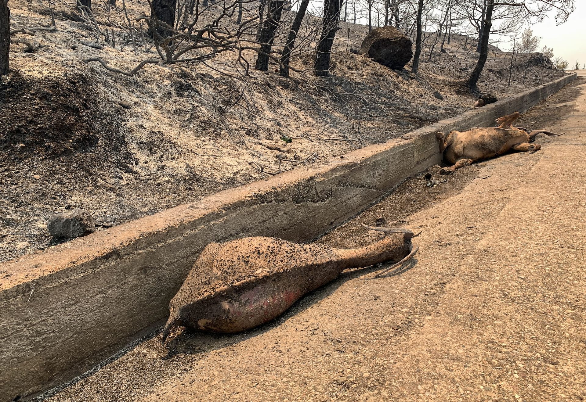 Verbrannte Tiere auf Rhodos: Natur und Menschen leiden unter den Bränden und der Hitze. Zeitweise zeigte das Thermometer bis zu 46 Grad.