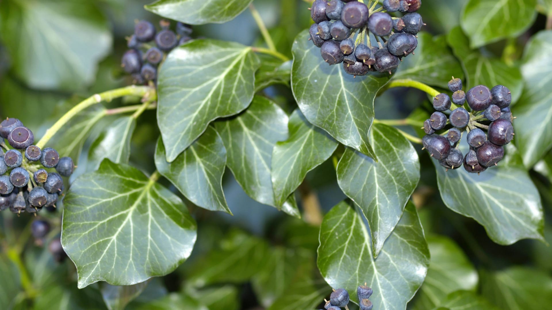 Schwarze Beere: Ein Efeu muss sehr alt sein, bevor er Früchte trägt. Das Gift in ihnen ist nicht zu unterschätzen.