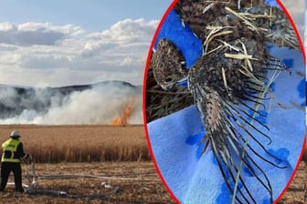 Feuer durch brennende Falken: Ein Greifvogel konnte noch lebend gefunden werden.