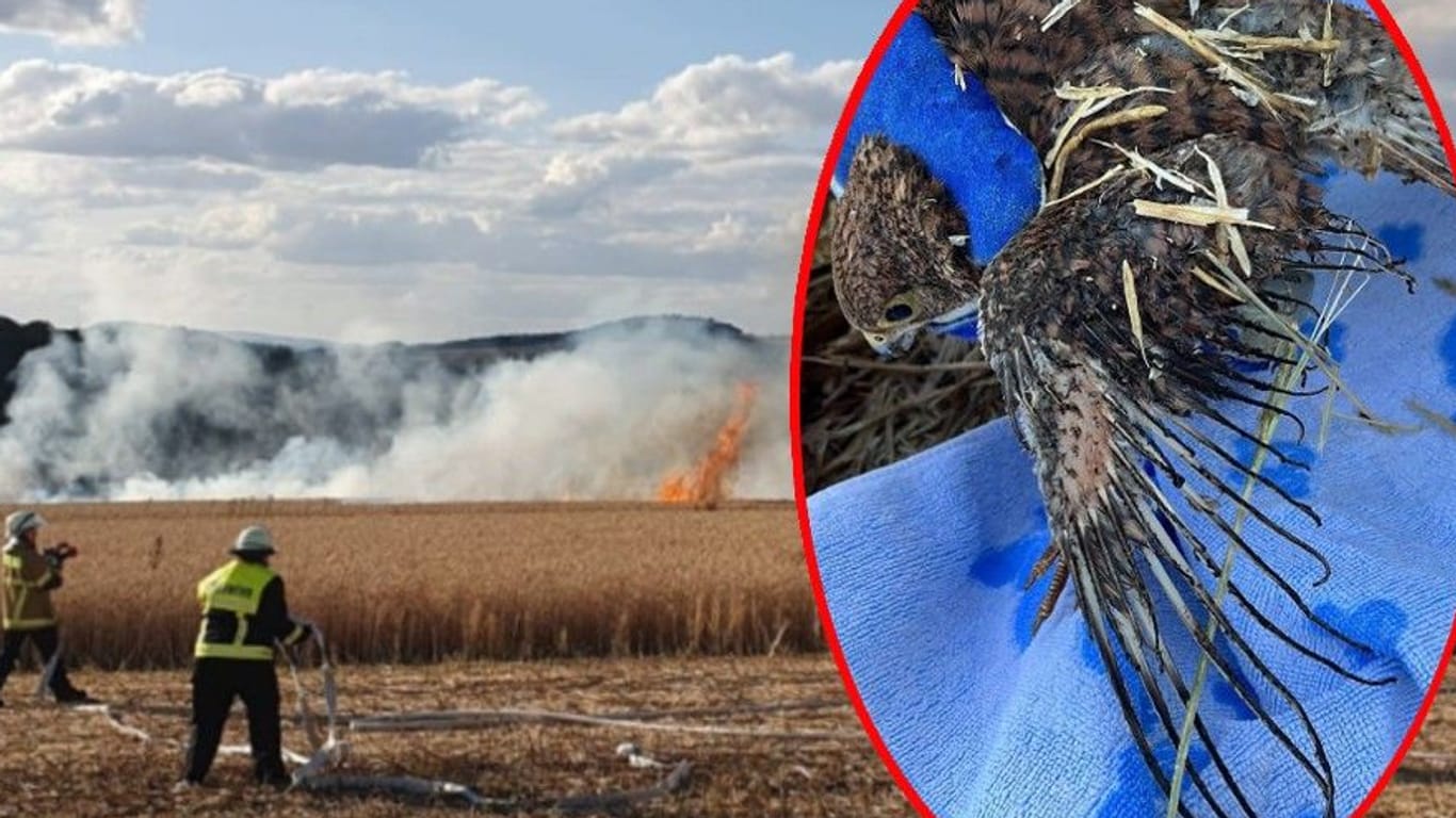 Feuer durch brennende Falken: Ein Greifvogel konnte noch lebend gefunden werden.