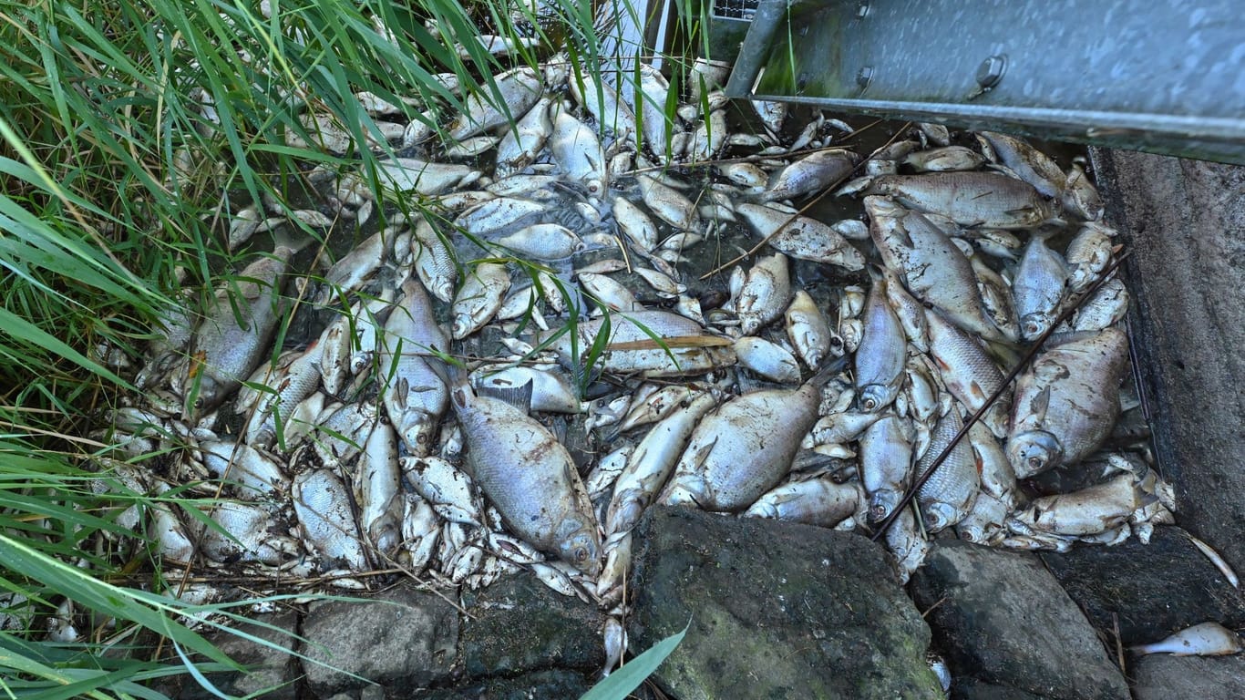Fischsterben in Oder