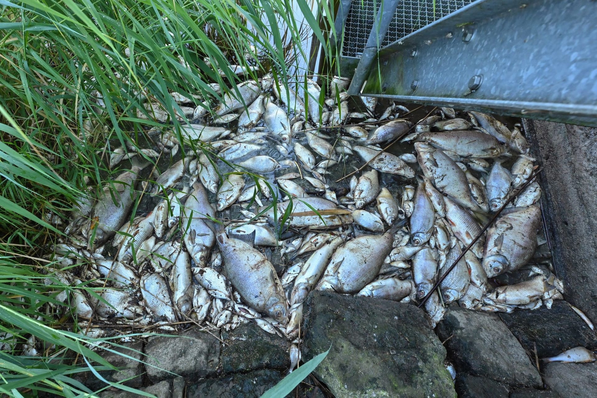 Fischsterben in Oder