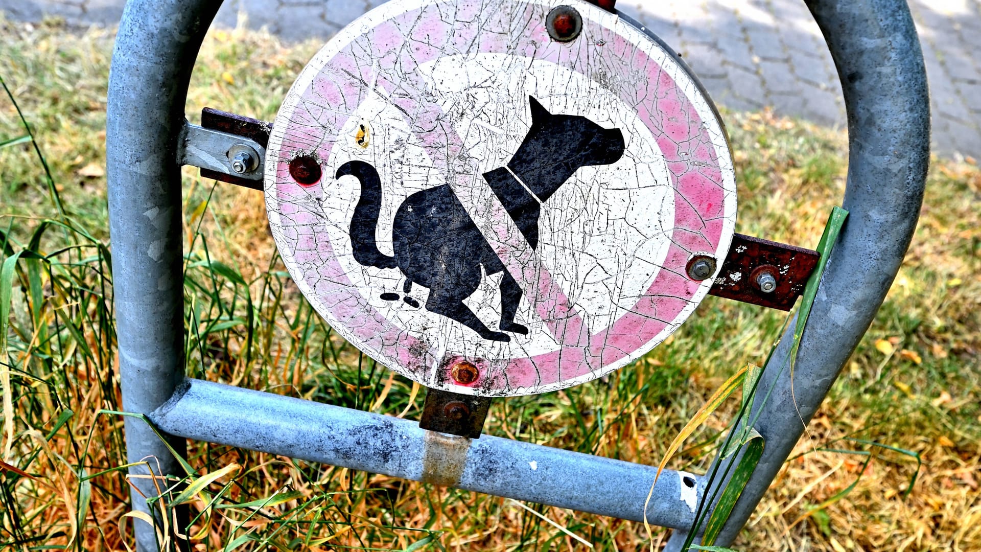 Hundekot-verboten-Schild (Symbolbild): Der Mann rastete wegen Kot in der Wohnung aus. Hundekot-verboten-Schild (Symbolbild): Der Mann rastete wegen Kot in der Wohnung aus.