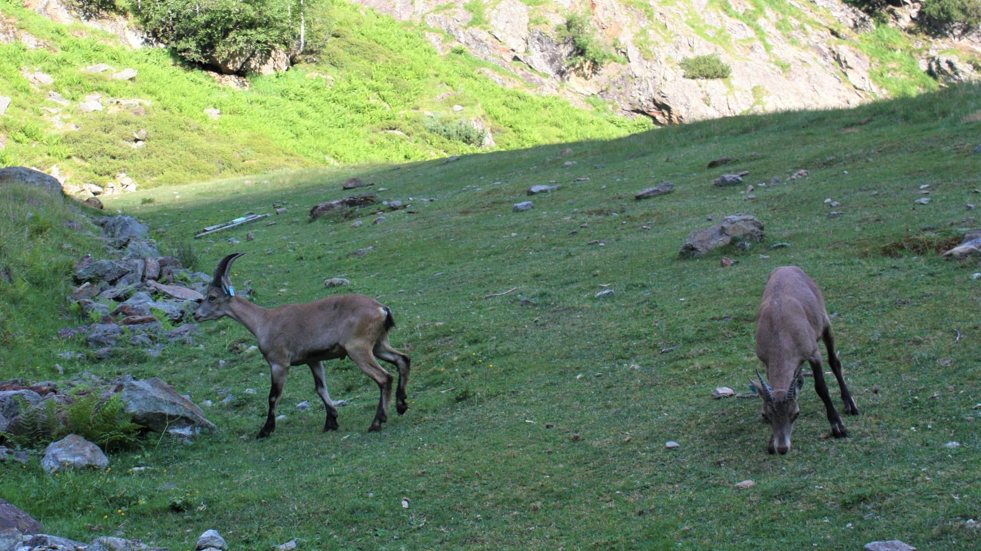 Die Tiere fühlen sich direkt sichtlich wohl in ihrem neuen Zuhause.