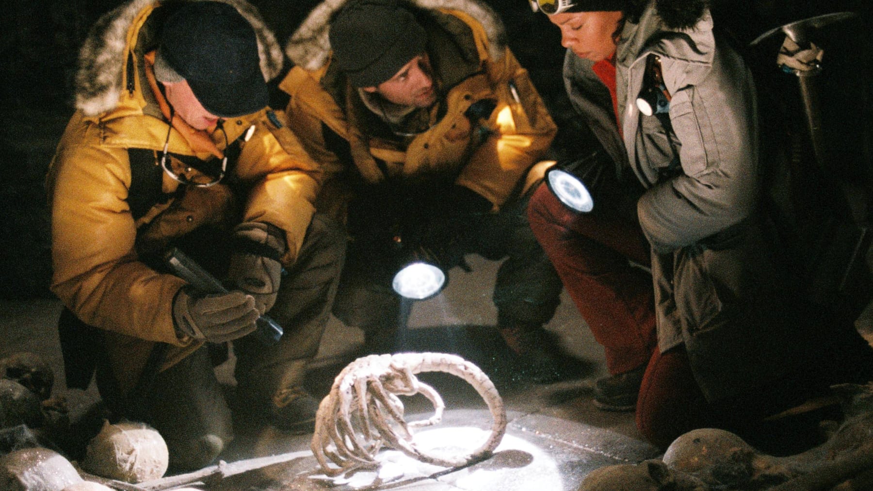 Wie ein Alien Mysteriöses Insekt aus Australien schockt das Netz