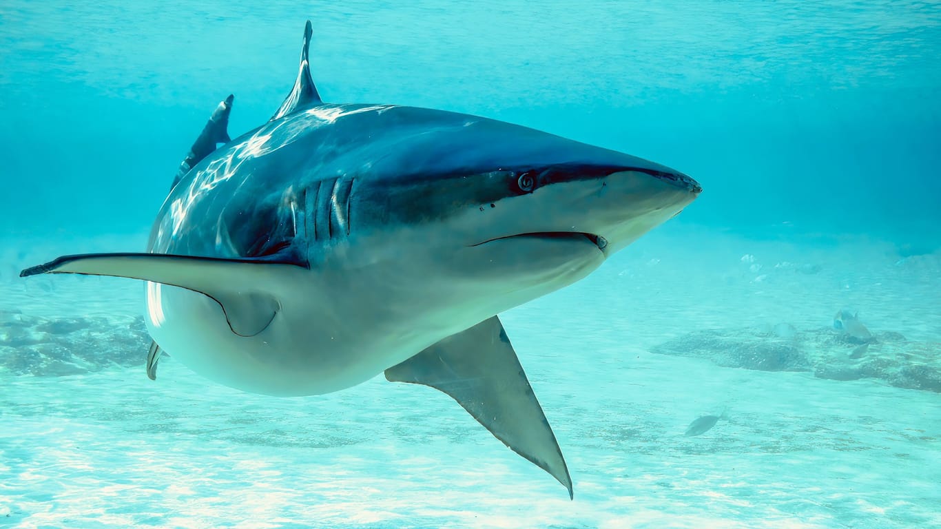 Hai (Symbolbild): Um welche Haie es sich bei den Angriffen handelte, ist nicht bekannt.