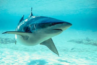 Hai (Symbolbild): Um welche Haie es sich bei den Angriffen handelte, ist nicht bekannt.