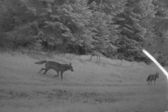 Fotonachweis einer Wildkamera in Thüringen: Der Wolf kehrt in weitere Regionen zurück. Die Kosten sind relativ gering, aber höher als je zuvor.