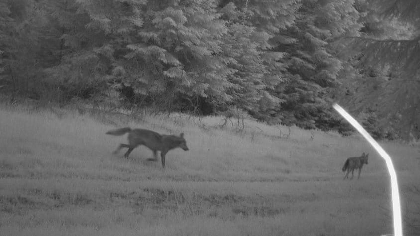 Fotonachweis einer Wildkamera in Thüringen: Der Wolf kehrt in weitere Regionen zurück. Die Kosten sind relativ gering, aber höher als je zuvor.