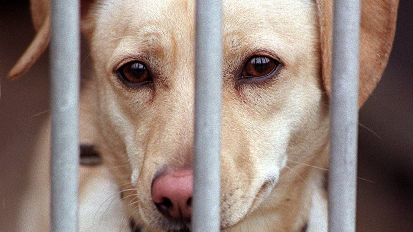 Mischlingshund hinter Gittern im Tierheim (Symbolfoto): Die Anschaffung eines Vierbeiners müsse gut überlegt sein, appelliert die Einrichtung.