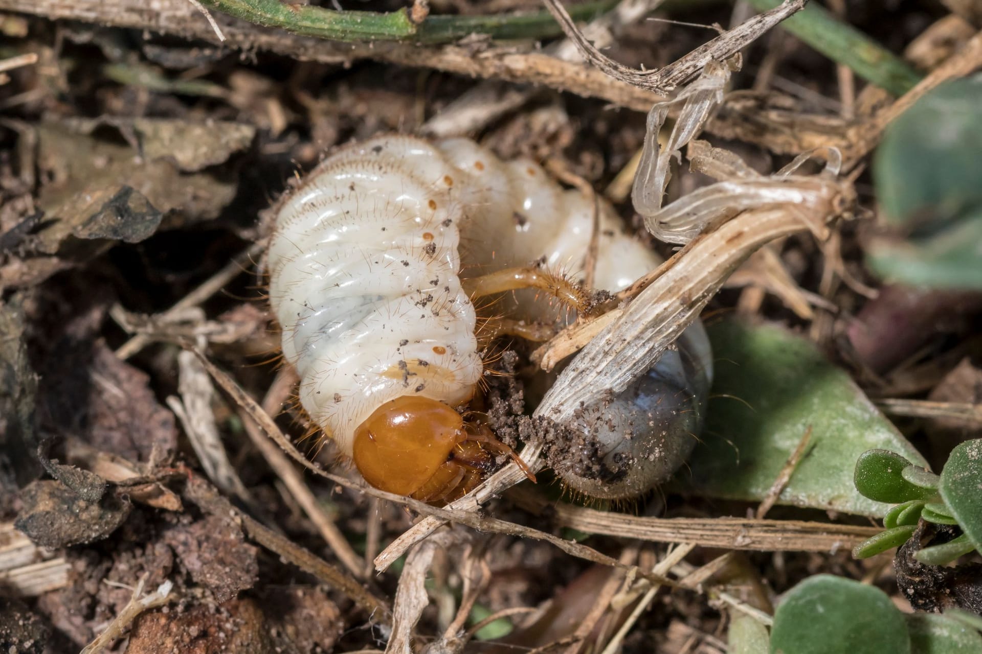 Engerlinge im Garten: Schädlinge und Nützlinge sind nicht so leicht zu unterscheiden.