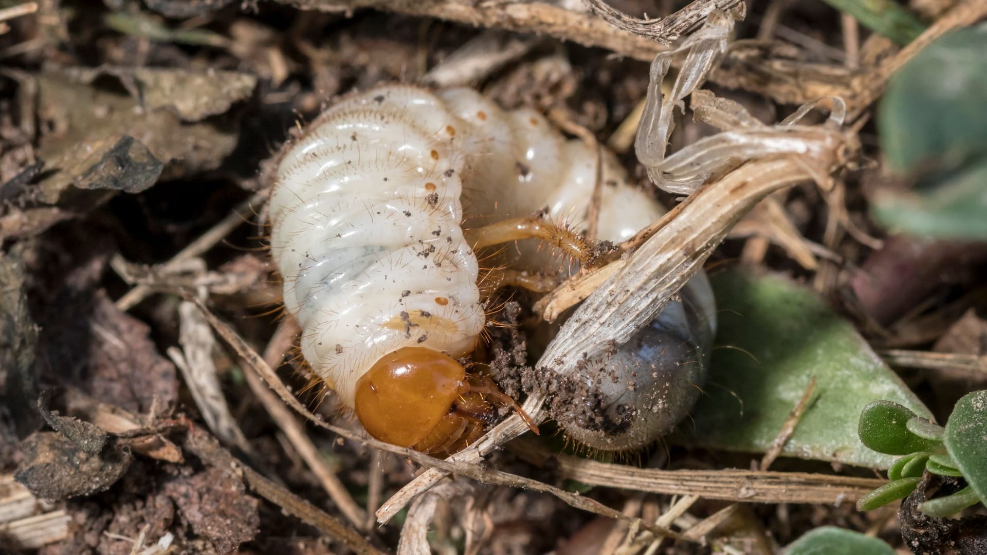 Engerlinge im Garten: Schädlinge und Nützlinge sind nicht so leicht zu unterscheiden.