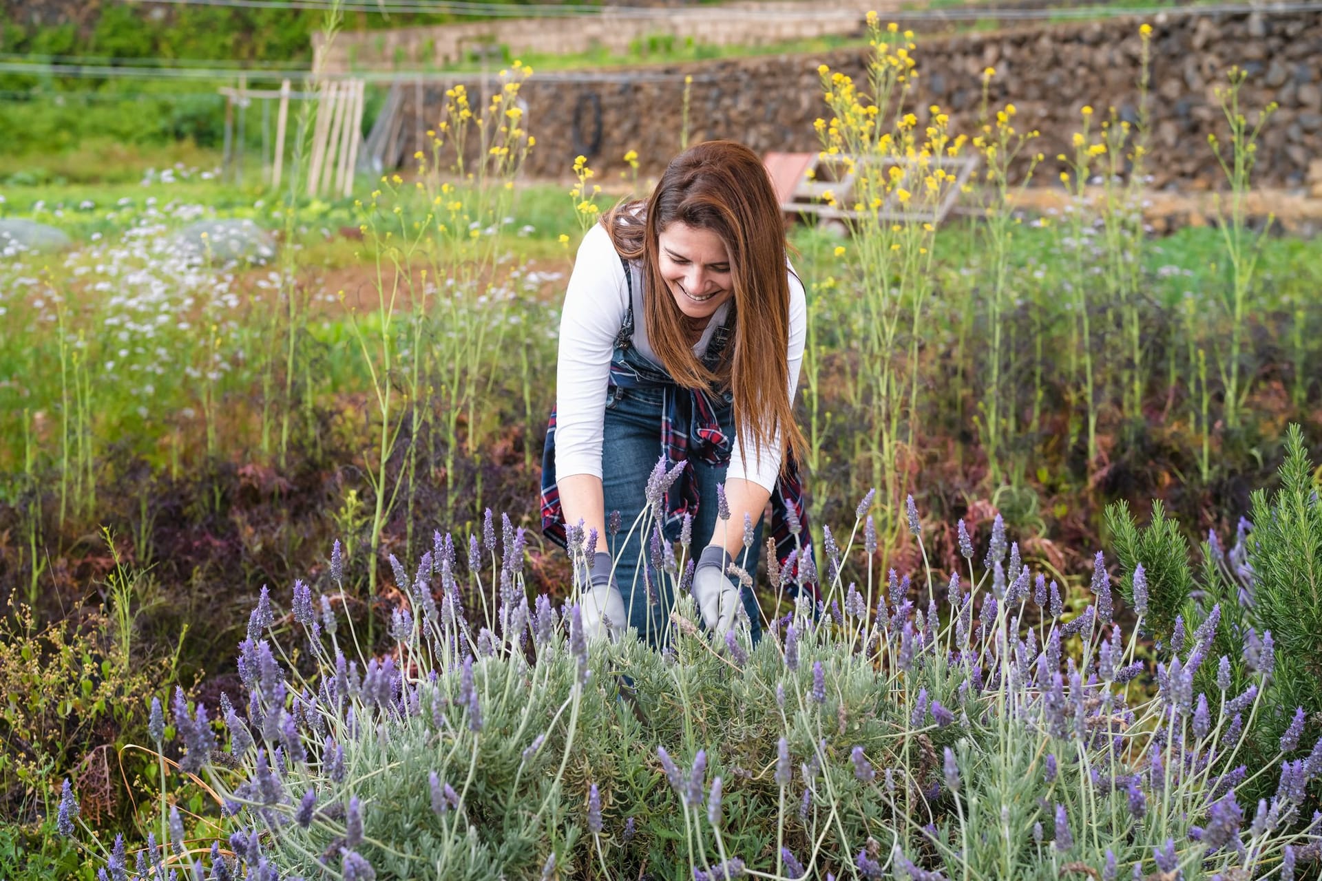 Lavendel braucht hin und wieder Dünger, aber Hornspäne sind hierfür fraglich.