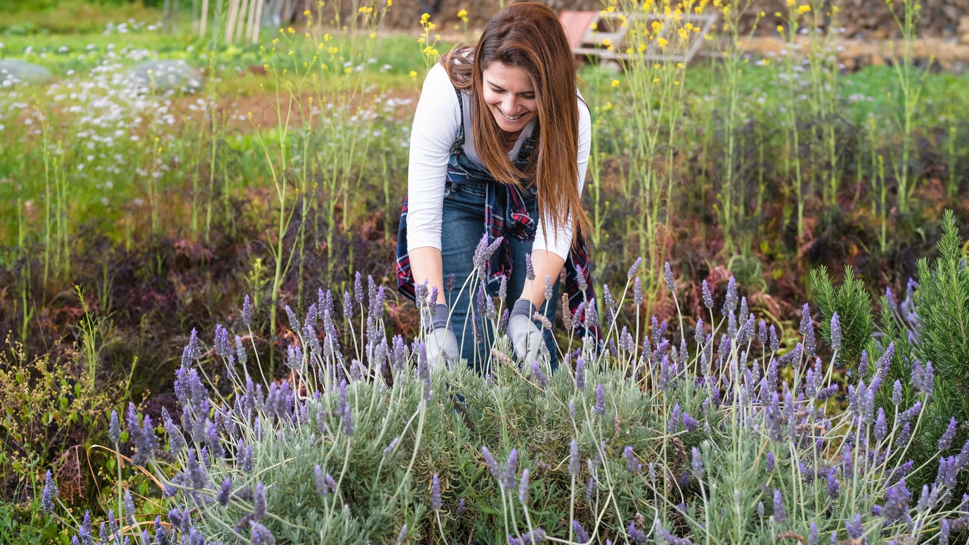 Lavendel braucht hin und wieder Dünger, aber Hornspäne sind hierfür fraglich.