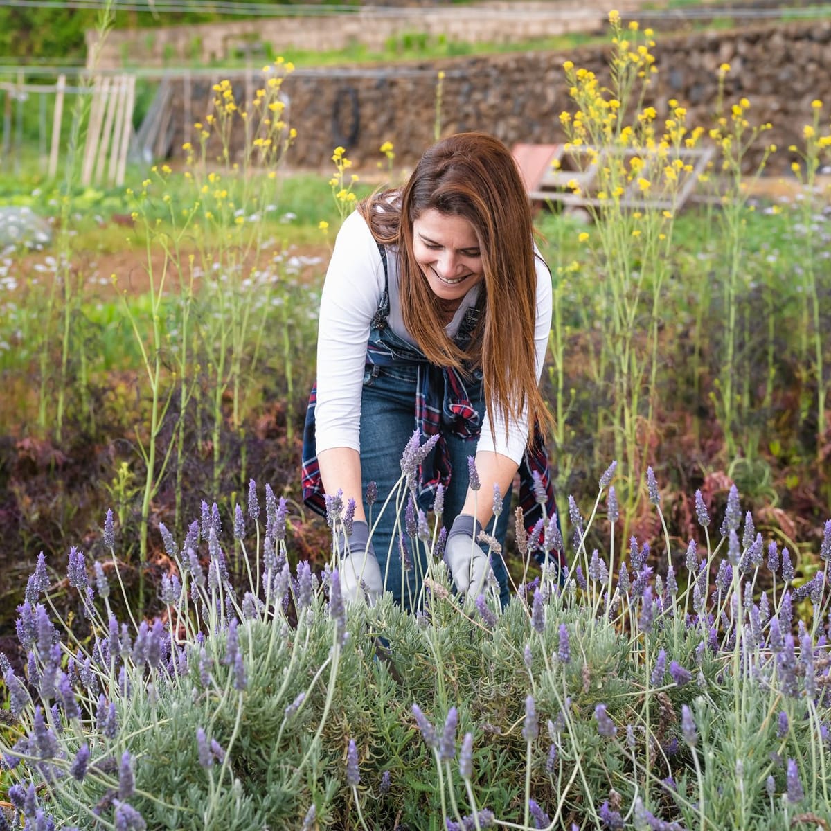 Ist Hornspäne gut für Lavendel?