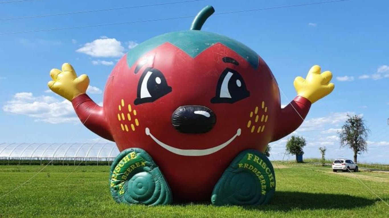 Neun Jahre lockte die sechs Meter große Ballon-Erdbeere Selbstpflücker auf den Obsthof Ibisch. Samstagnacht kappten Diebe das Befestigungsseil.