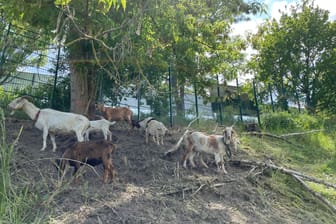 Die Ziegen lassen sich das Unkraut im Alfred-Kunze-Sportpark schmecken: 20 Tiere leben auf der Stadionanlage der BSG Chemie.