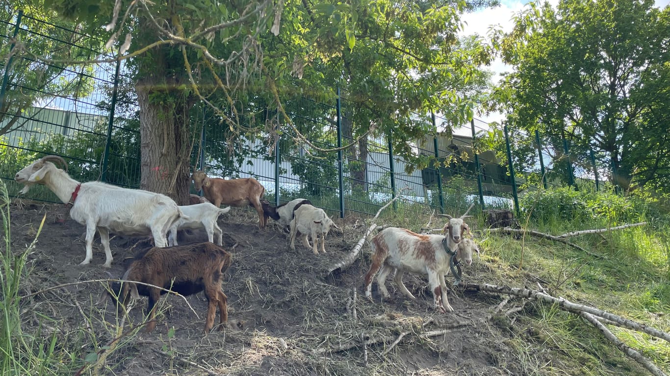 Die Ziegen lassen sich das Unkraut im Alfred-Kunze-Sportpark schmecken: 20 Tiere leben auf der Stadionanlage der BSG Chemie.