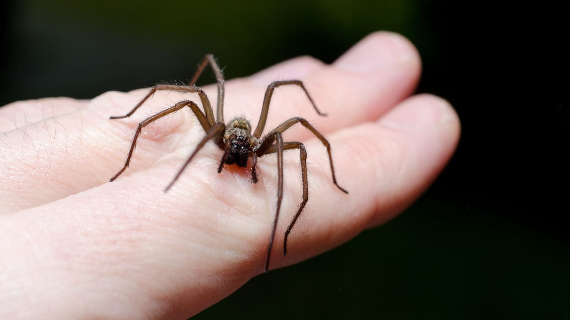 Spinne: Die meisten Spinnen haben vor Menschen Angst.