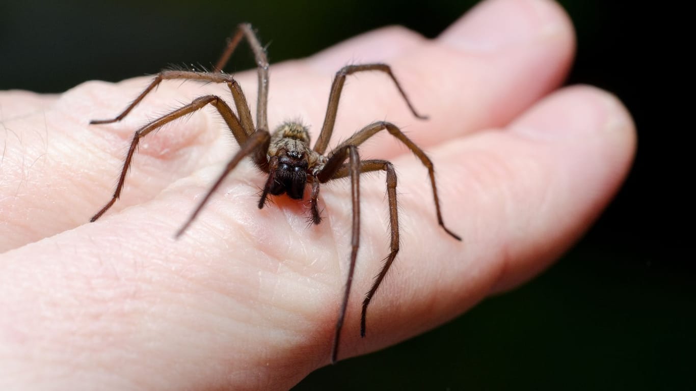Spinne: Die meisten Spinnen haben vor Menschen Angst.