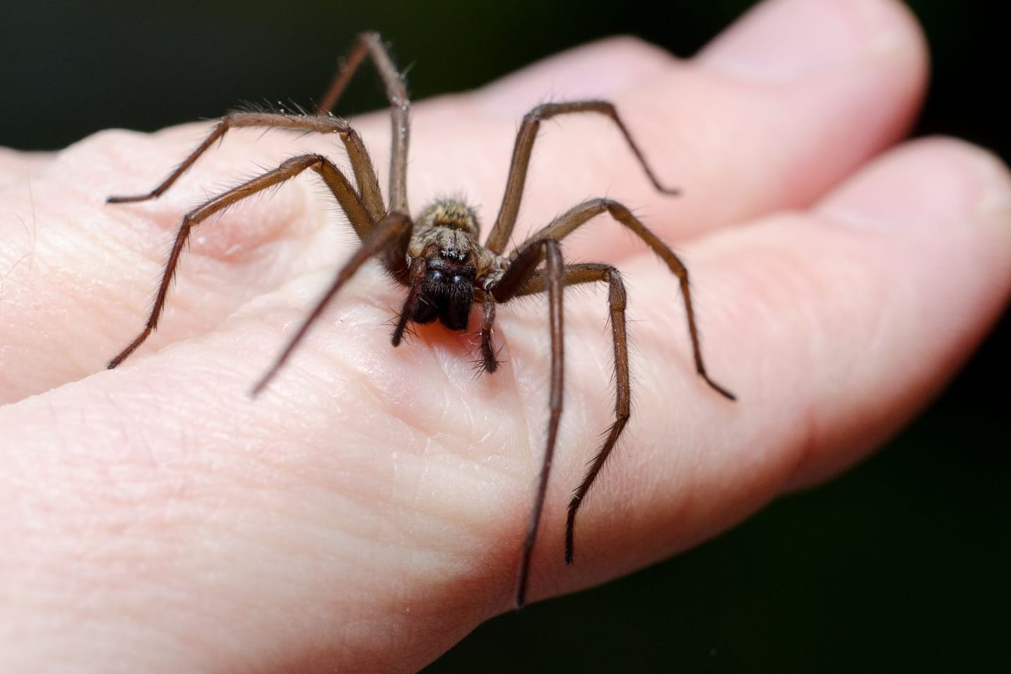 Spinne: Die meisten Spinnen haben vor Menschen Angst.