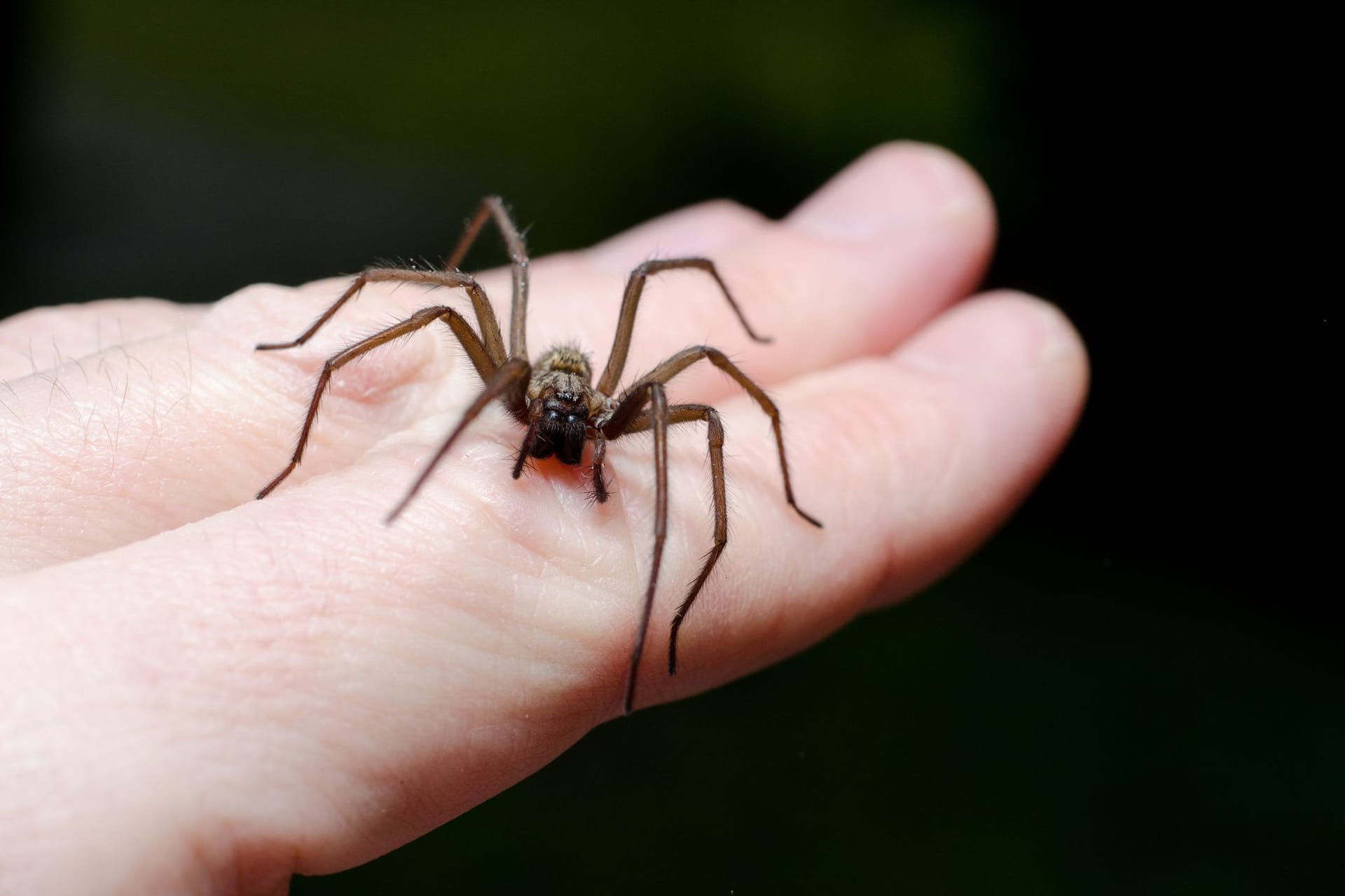 Spinne: Die meisten Spinnen haben vor Menschen Angst.