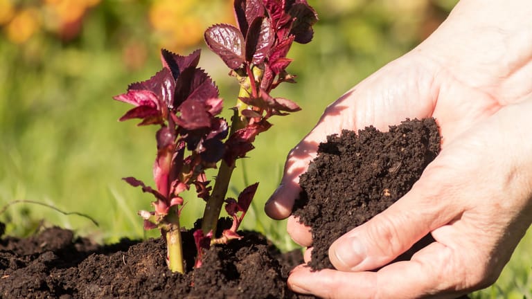 Rosen düngen mit Kaffeesatz So nutzen Sie das Hausmittel für Blumen