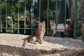 Zwei Straßenkatzen auf Zypern: Auf der Insel rafft eine feline Corona-Mutation die Tiere hin.