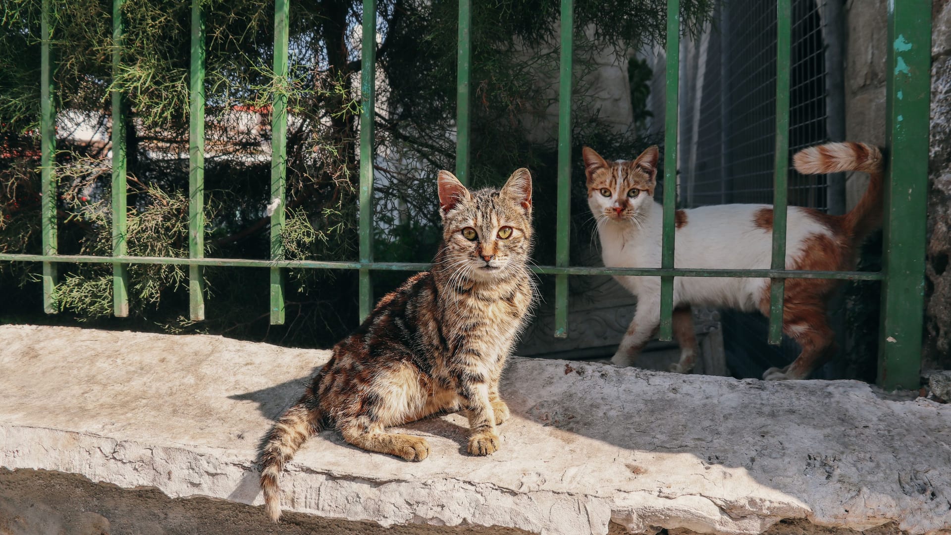 Zwei Straßenkatzen auf Zypern: Auf der Insel rafft eine feline Corona-Mutation die Tiere hin. Zwei Straßenkatzen auf Zypern: Auf der Insel rafft eine feline Corona-Mutation die Tiere hin.