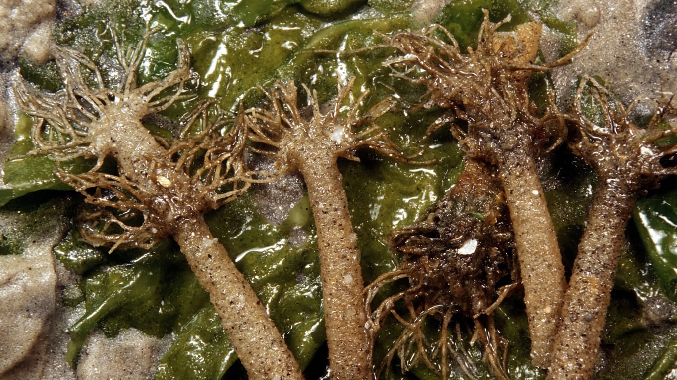 Baumröhrchenwürmer im Wasser (Archivfoto): Die Art ist vom Aussterben bedroht.