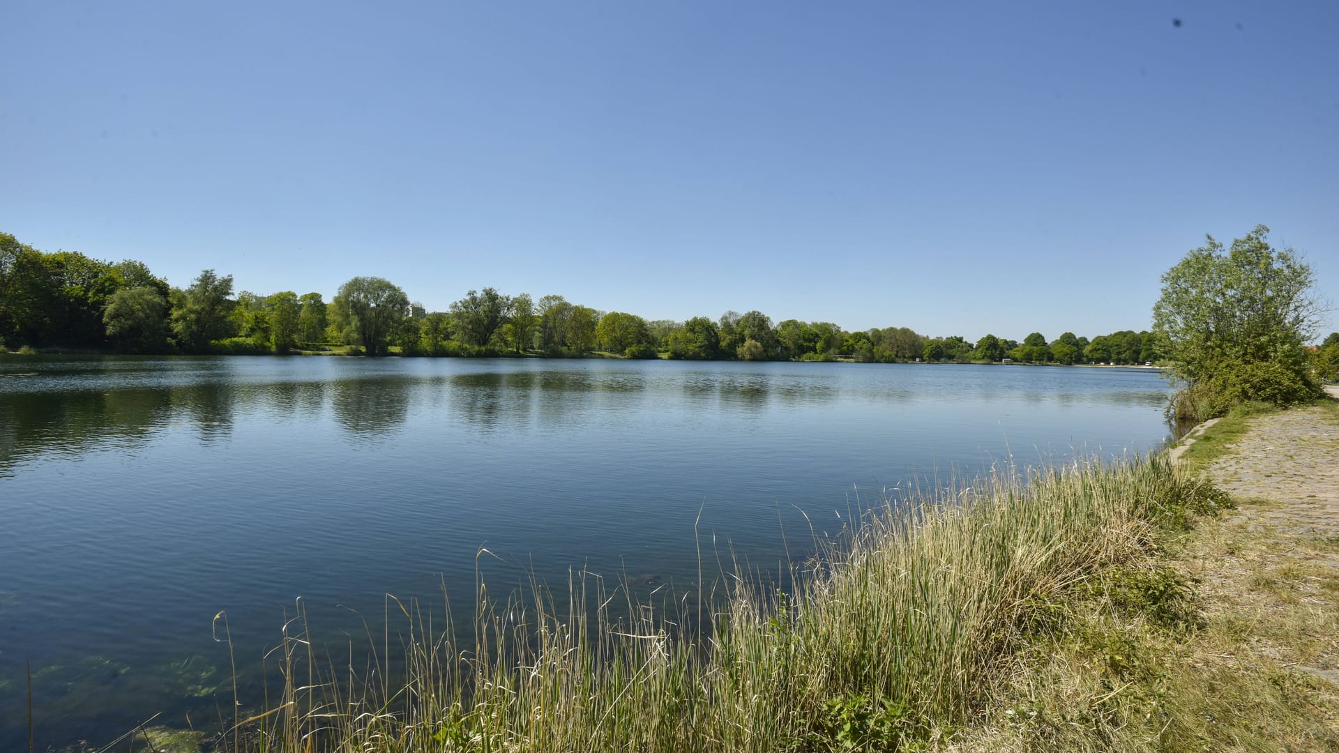 Im Hohnsensee in Hildesheim sind zu viele Blaualgen: Diese Bakterien können unangenehme Folgen für Mensch und Tier haben.