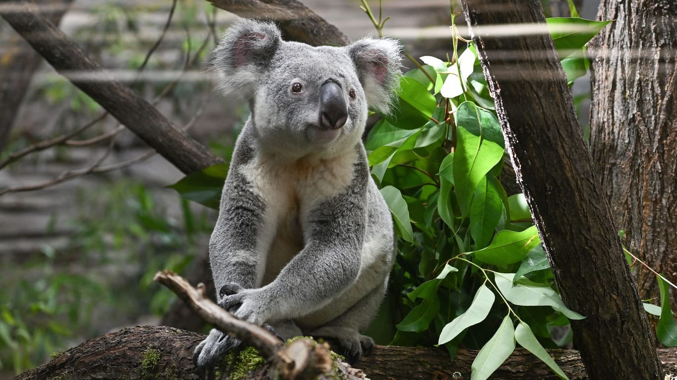 Koalas ziehen in ihr neues Gehege der Wilhelma ein