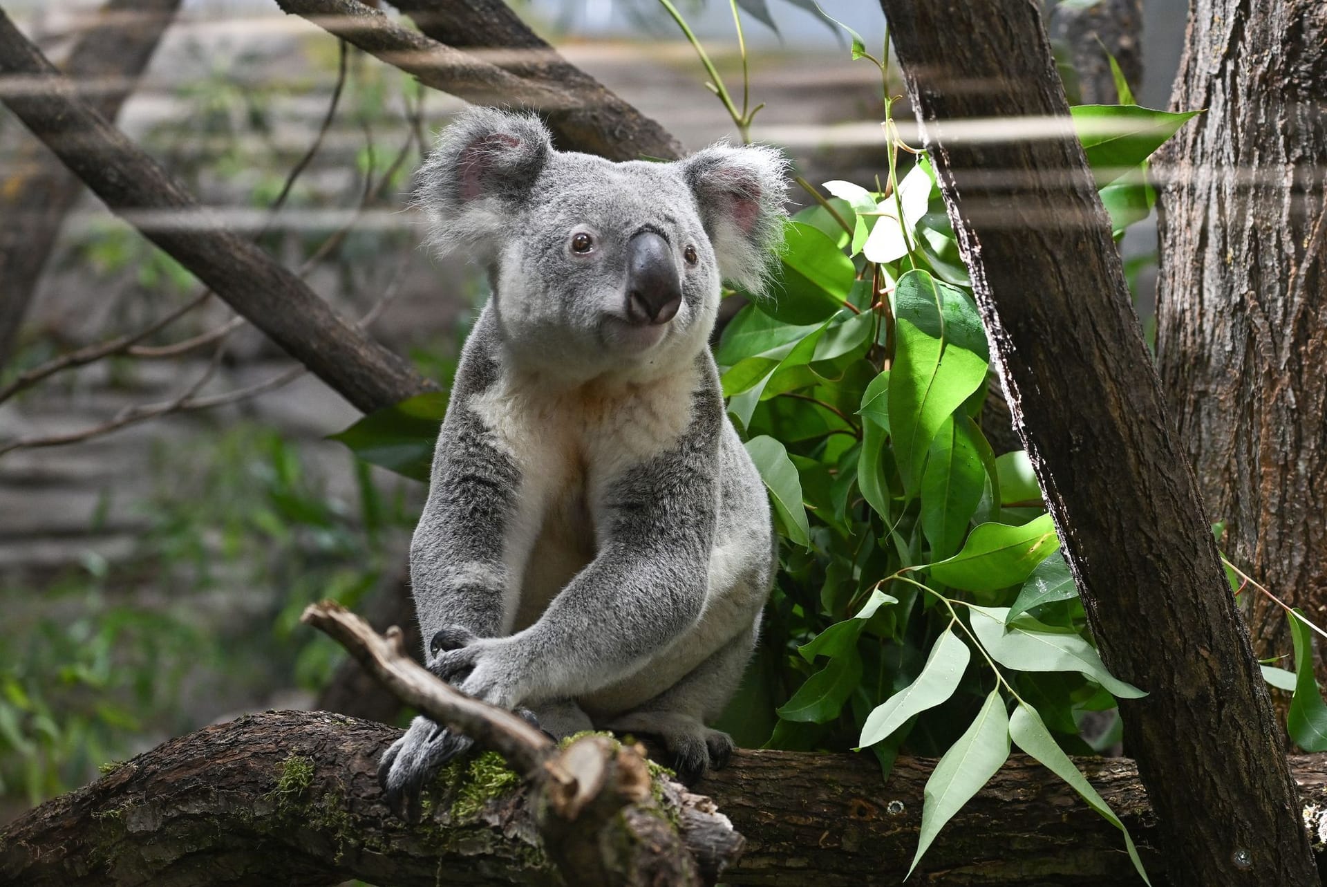 Koalas ziehen in ihr neues Gehege der Wilhelma ein