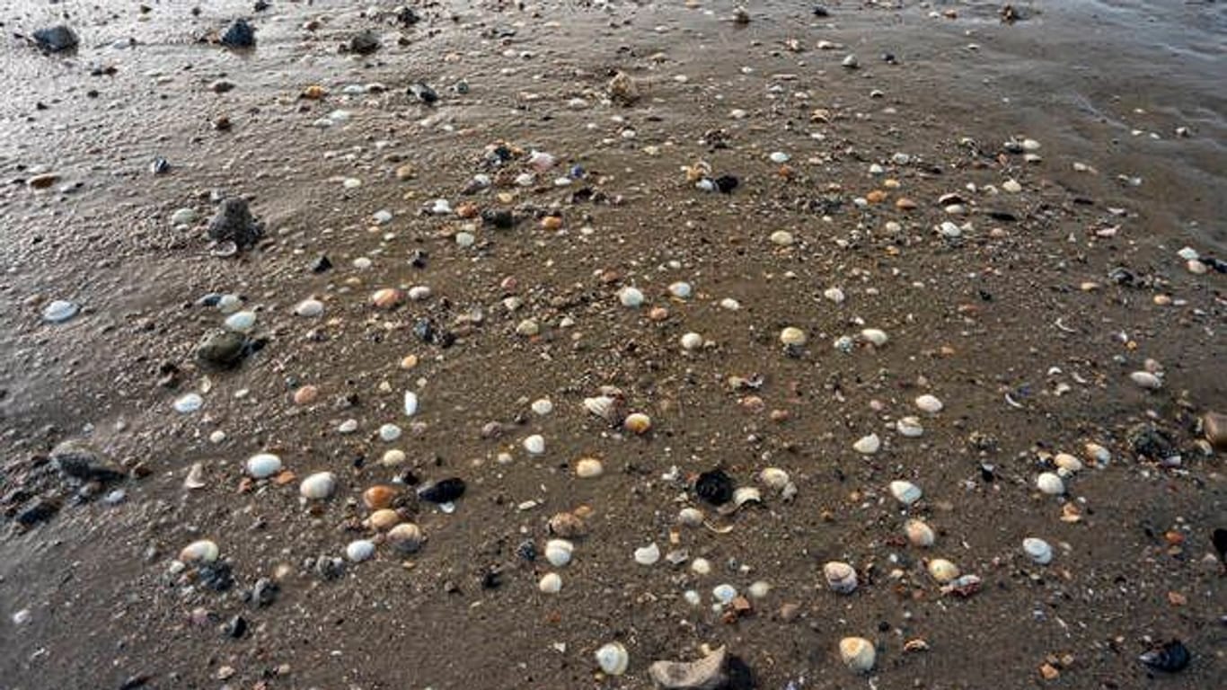 Muschelfelder gibt es viele im Wattenmeer. Die Bereiche sollten gemieden werden, da wie bei Senken und Löchern auch hier die Gefahr des Einsinkens besteht.